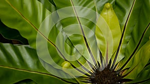 Bird`s Nest fern, Asplenium nidus. Wild Paradise rainforest jungle plant as natural floral background. Abstract texture