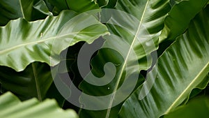 Bird`s Nest fern, Asplenium nidus. Wild Paradise rainforest jungle plant as natural floral background. Abstract texture