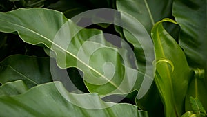 Bird`s Nest fern, Asplenium nidus. Wild Paradise rainforest jungle plant as natural floral background. Abstract texture