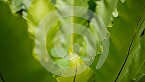 Bird`s Nest fern, Asplenium nidus. Wild Paradise rainforest jungle plant as natural floral background. Abstract texture