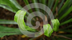 Bird`s Nest fern, Asplenium nidus. Wild Paradise rainforest jungle plant as natural floral background. Abstract texture close up