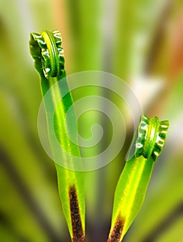 The bird\'s nest fern Asplenium nidus, young leaves that curl before becoming broad leaves1)