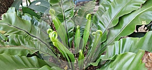 Bird`s-nest fern, beautiful green leaves.