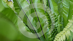 Bird's nest fern dark green leaves. Exotic tropical amazon jungle rainforest, stylish trendy botanical atmosphere