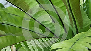 Bird's nest fern dark green leaves. Exotic tropical amazon jungle rainforest, stylish trendy botanical atmosphere