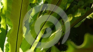 Bird's nest fern dark green leaves. Exotic tropical amazon jungle rainforest, stylish trendy botanical atmosphere