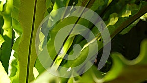 Bird's nest fern dark green leaves. Exotic tropical amazon jungle rainforest, stylish trendy botanical atmosphere