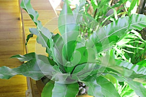 Bird`s nest fern green leaf