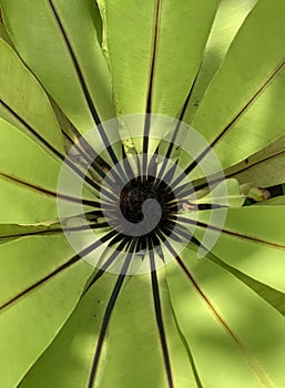 Bird& x27;s-nest fern, green & nature
