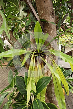 Bird\'s nest fern growing on a tree