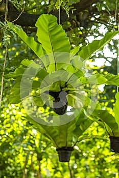 Bird`s nest fern hanging under the tree.