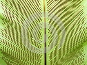 Bird's nest fern leaf