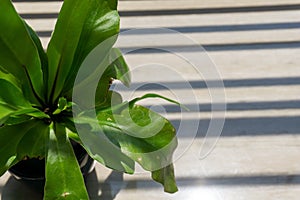 Fern bird`s nest with green leaves on the tile floor