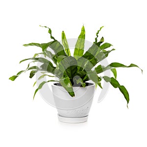 Bird nest fern plant isolated on white. Asplenium nidus photo