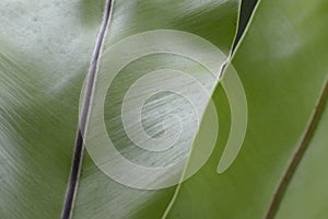 Bird s nest fern plant Asplenium Nidus, leaf closeup texture and color photo