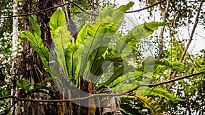 bird's nest fern in the rainforest