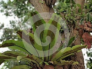 Bird`s nest fern, tropical plant for garden decoration