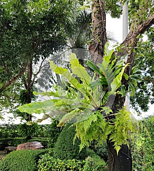 Bird\'s nest ferns (Asplenium nidus) on tree.