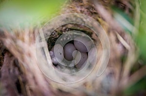 Bird`s nest with five eggs empathetic