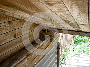 A bird`s nest with five nestlings with open beaks, nest placed in a wooden shed