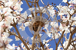 A bird's nest on a branch.