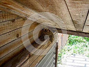 A bird`s nest with four nestlings with open beaks, nest placed in a wooden shed