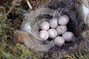 Bird nest with eggs blue tit