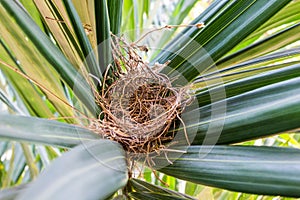 Bird`s nest of Geopelia striata on a tree green in the midst of photo