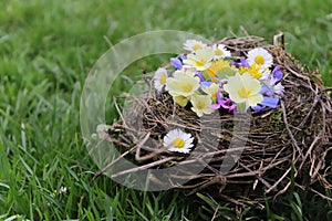 Bird`s nest in grass