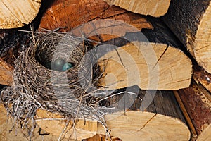 Bird's nest with green eggs inside. The bird made a nest in the woodshed