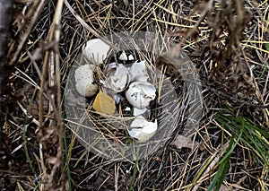 Bird`s nest on the ground with shell from eggs of fledglings