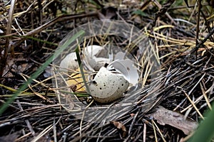 Bird`s nest on the ground with shell from eggs of fledglings