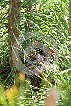 A bird`s nest hidden in pine branches on a summer day in the forest, little kids with open yellow beaks waiting for food and