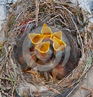 Bird's nest with hungry chicks photo