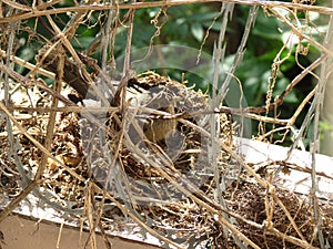 Bird's nest inside barbed wire