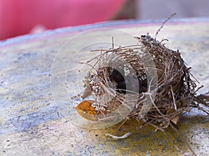 Bird`s Nest and Little Bird