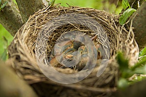 Bird`s nest with little chicks on a tree