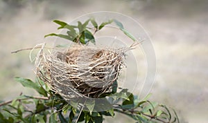 Empty bird nest on the tree with nature background, Bird nest in nature