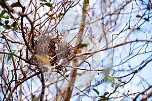 Bird`s nest made of small twigs on top of a tree