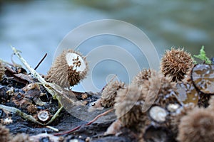 Bird`s nest mushroom against grey background