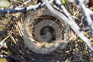 Bird`s nest in natural habitat, two small chicks just hatched from eggs