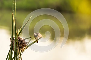 Bird`s nest near the river and female