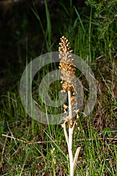 Bird`s-nest orchid