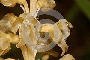 Bird`s Nest Orchid photo