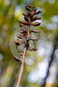 Bird`s-nest Orchid Neottia nidus-avis, heterotrophic orchid. in the forest, close-up photo