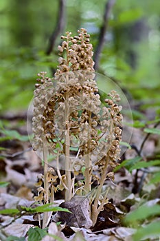 Bird`s-nest Orchid - Neottia nidus-avis photo