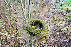 Bird& x27;s nest on pine branches in forest.