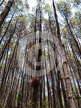 bird's nest in a pine tree. Pine forest in Mount Merbabu National Park, Central Java, Indonesia