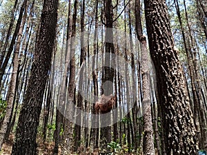 bird's nest in a pine tree. Pine forest in Mount Merbabu National Park, Central Java, Indonesia