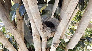 A bird`s nest is the place where a bird lays and incubates its e